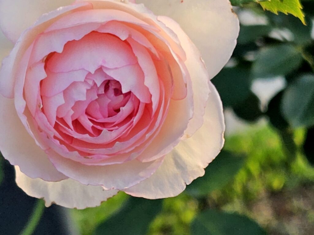 Pink rose at Taipei Rose Garden
