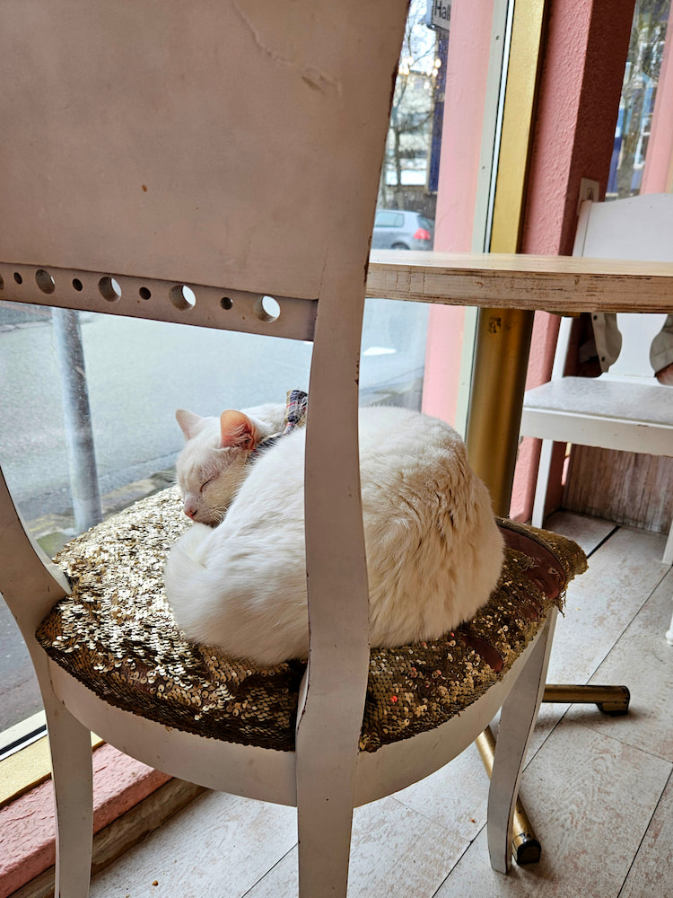 White cat sleeping on a sequined chair at the cat cafe in Reykjavik, Iceland