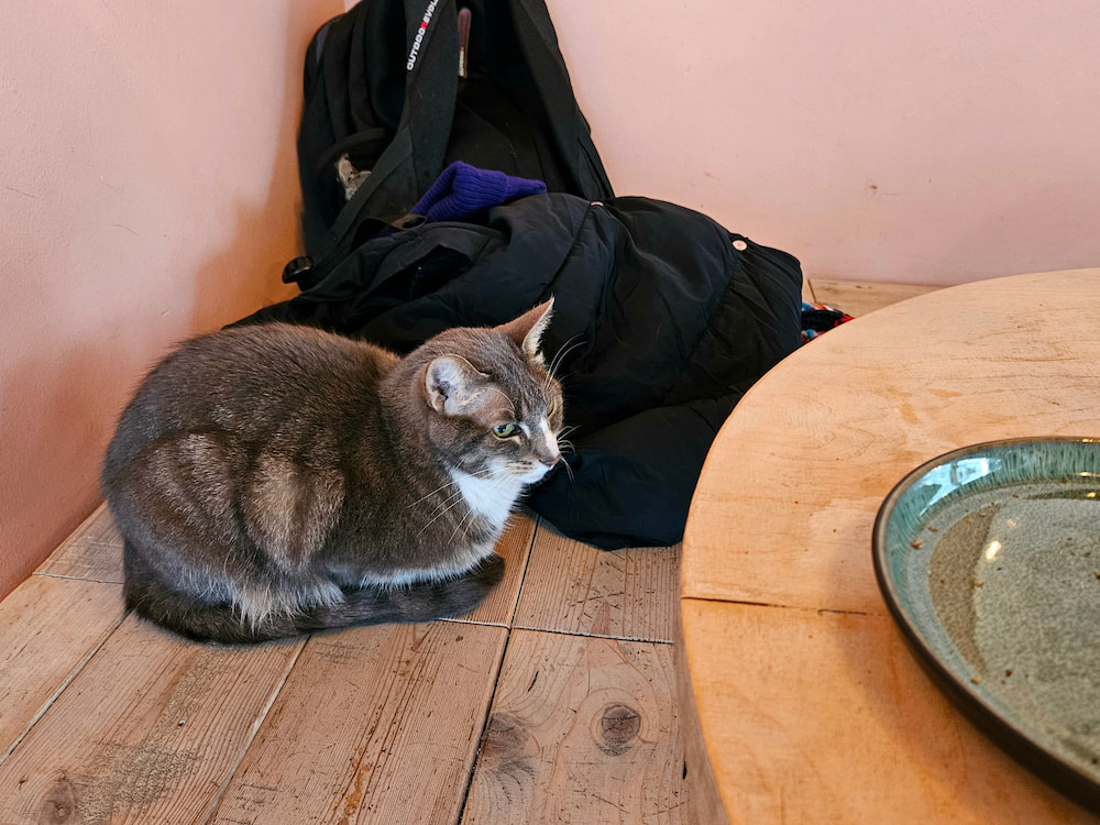 Cute cat at the cat cafe in Reykjavik, Iceland